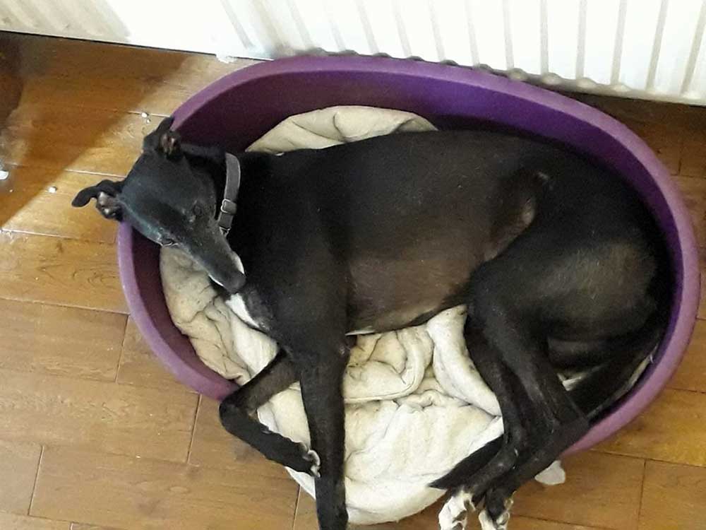 https://www.greyhoundtrusthallgreen.org.uk/happy-greyhound-homings/happily-homed-flicky/