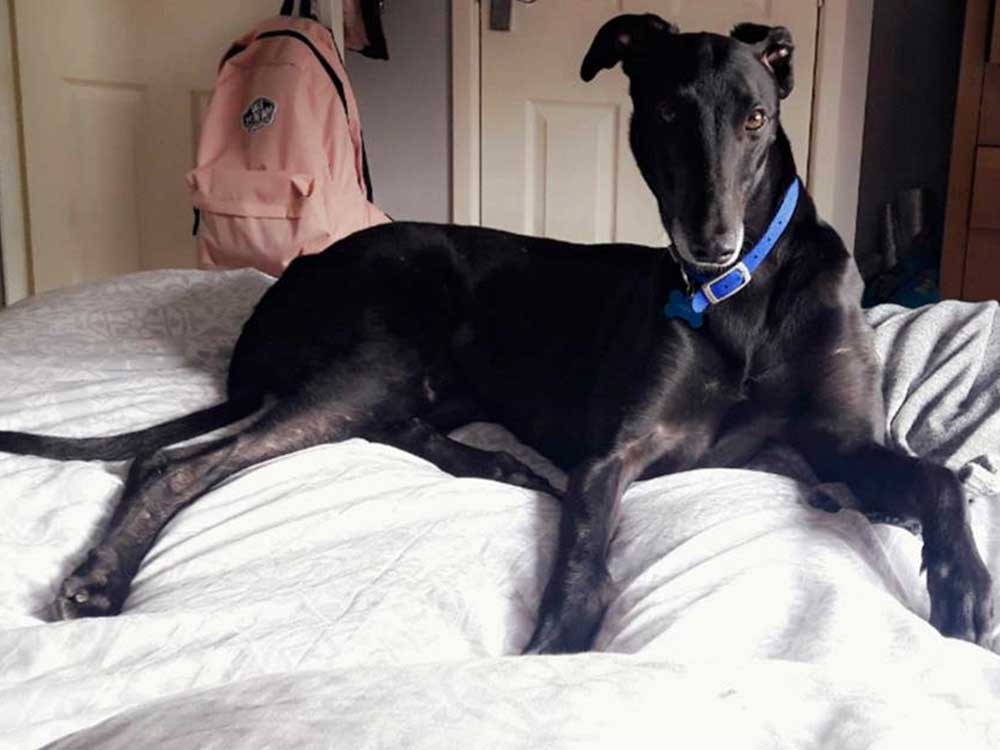 https://www.greyhoundtrusthallgreen.org.uk/happy-greyhound-homings/happily-homed-flicky/