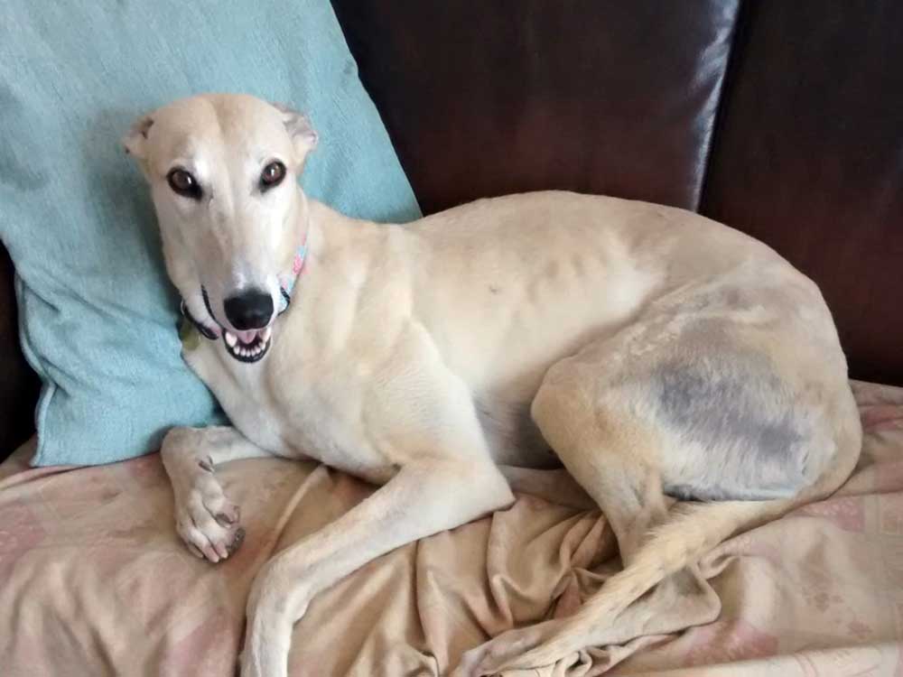 https://www.greyhoundtrusthallgreen.org.uk/happy-greyhound-homings/happily-homed-flicky/