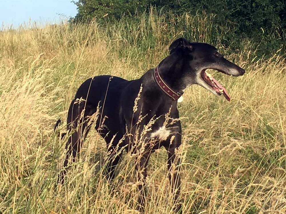 https://www.greyhoundtrusthallgreen.org.uk/happy-greyhound-homings/happily-homed-flicky/