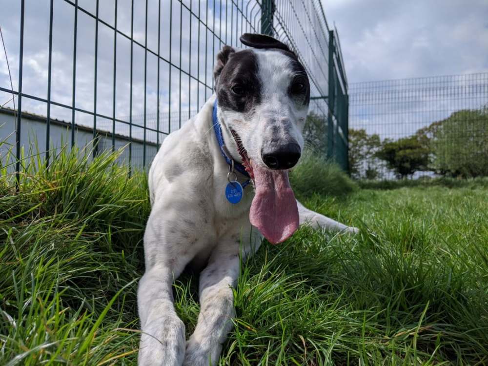 Bandit the greyhound