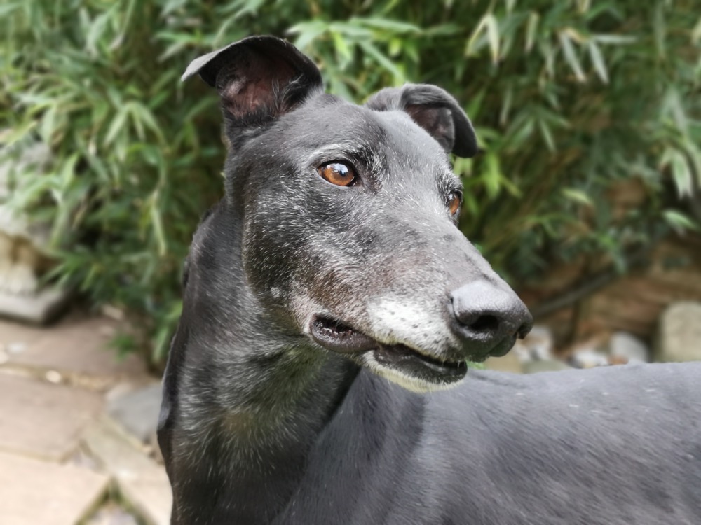 Green sales hound dog