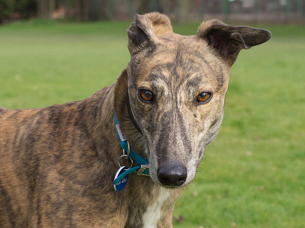 Shawty the greyhound looking for a home with Greyhound Trust Hall Green