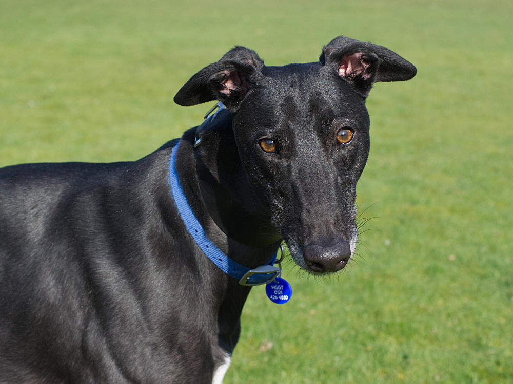 Posh the greyhound looking for a home with Greyhound Trust Hall Green