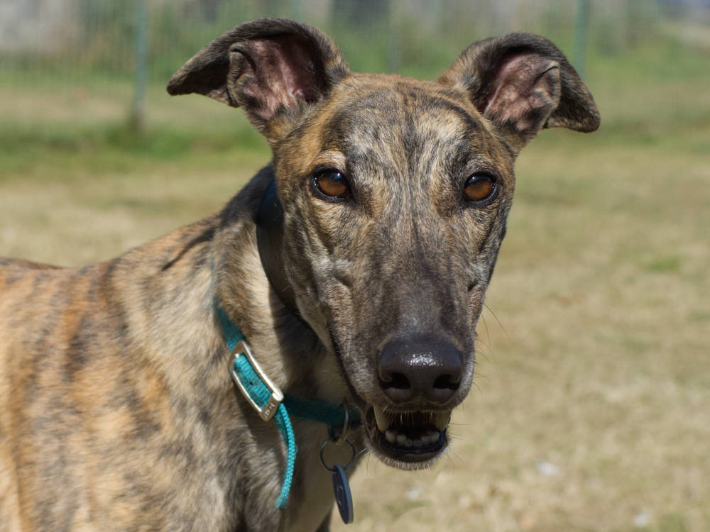 Brae the greyhound looking for a home with Greyhound Trust Hall Green