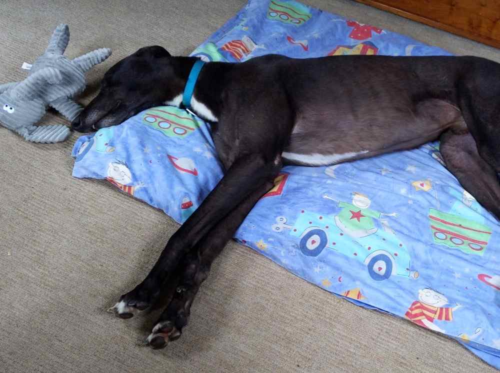 Floppy the greyhound