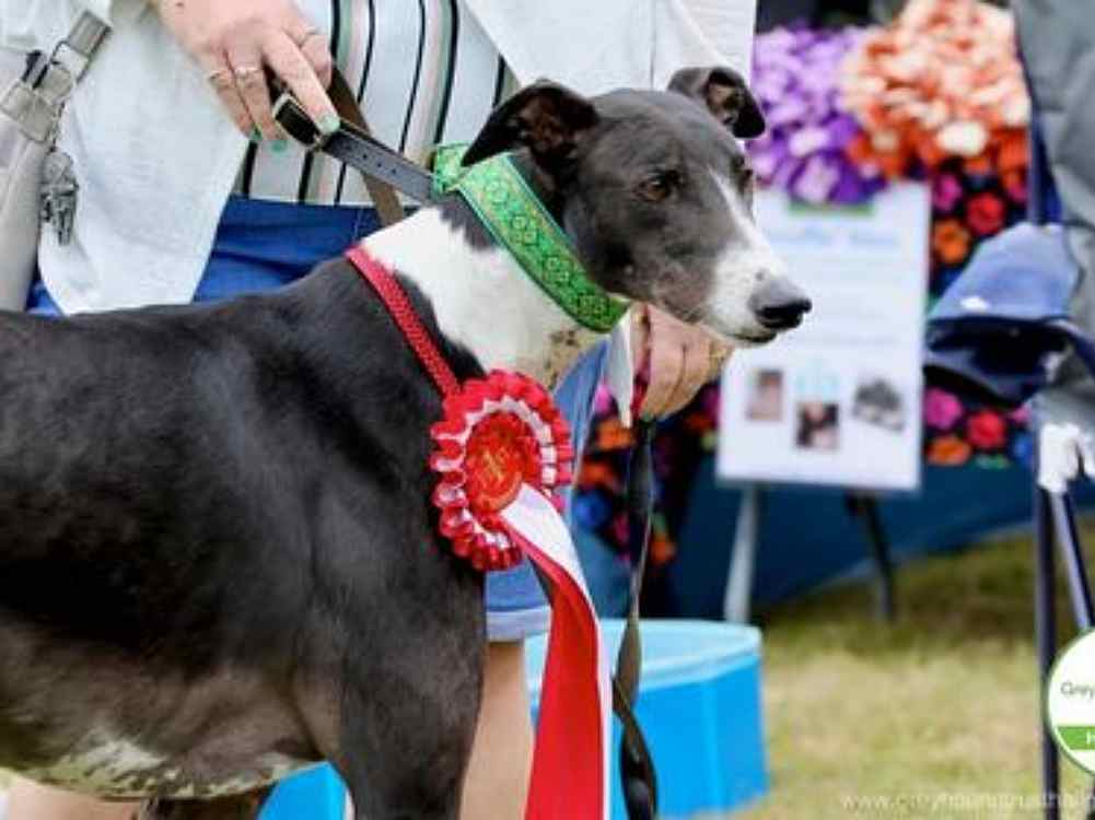 https://www.greyhoundtrusthallgreen.org.uk/happy-greyhound-homings/happily-homed-jaxx/