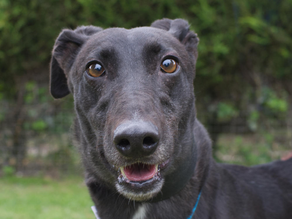 Delta the greyhound