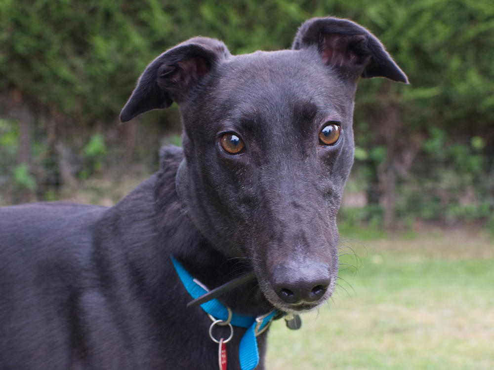 Delta the greyhound