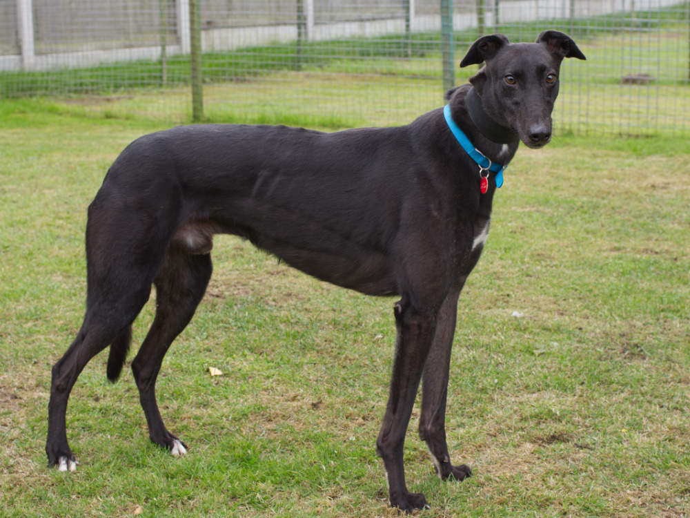 Delta the greyhound