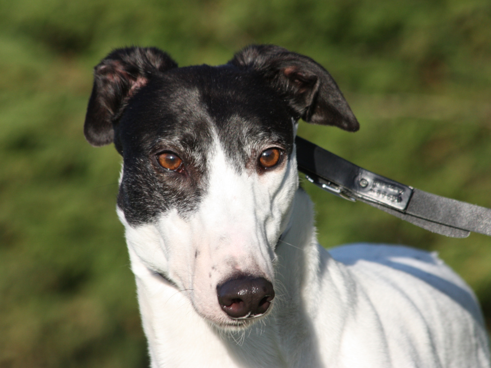 Billy the greyhound