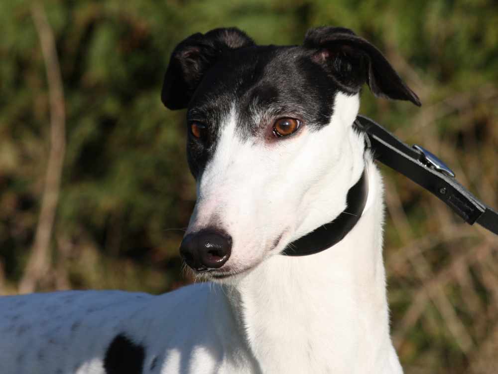Frankie the greyhound looking for a home with Greyhound Trust Hall Green
