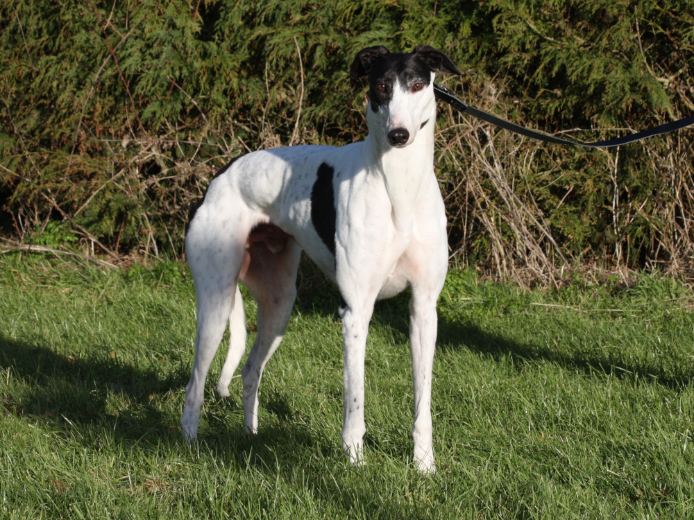 Billy the greyhound