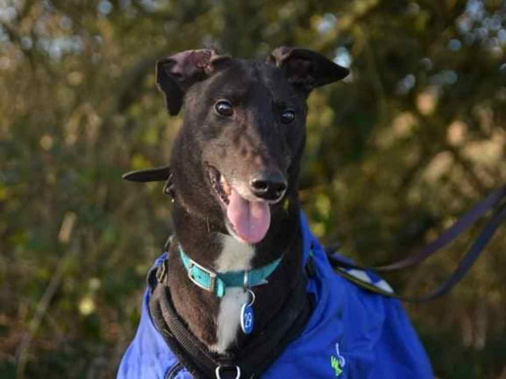 Floppy the greyhound