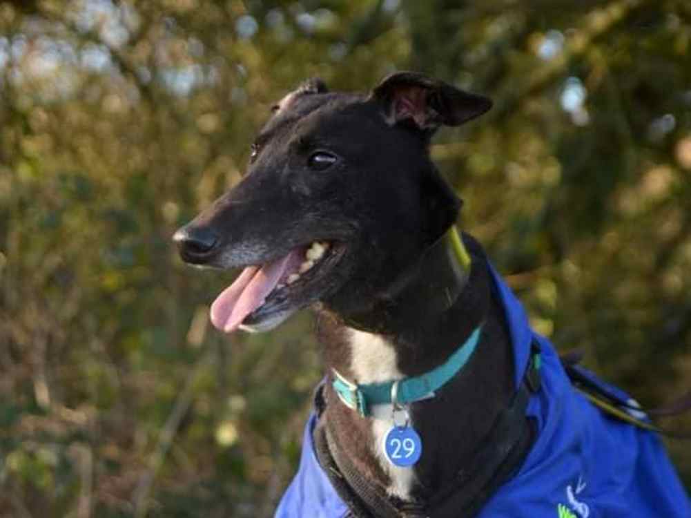 Floppy the greyhound