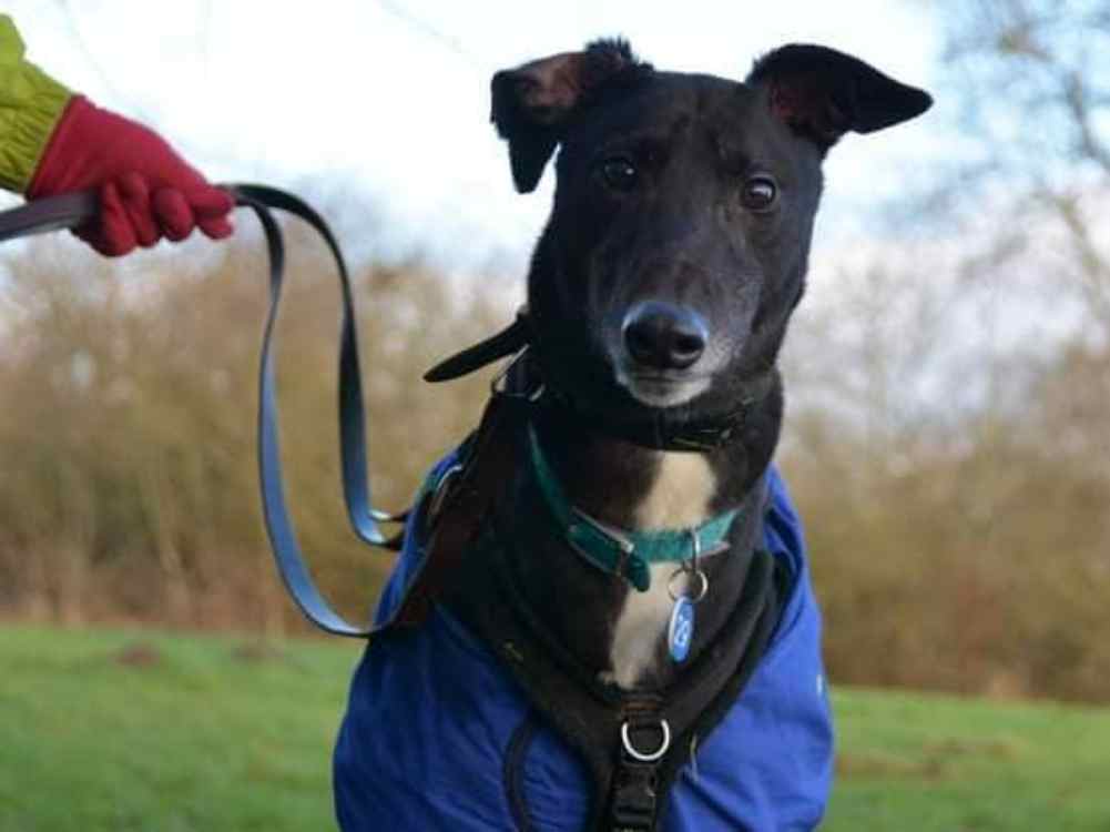 Floppy the greyhound