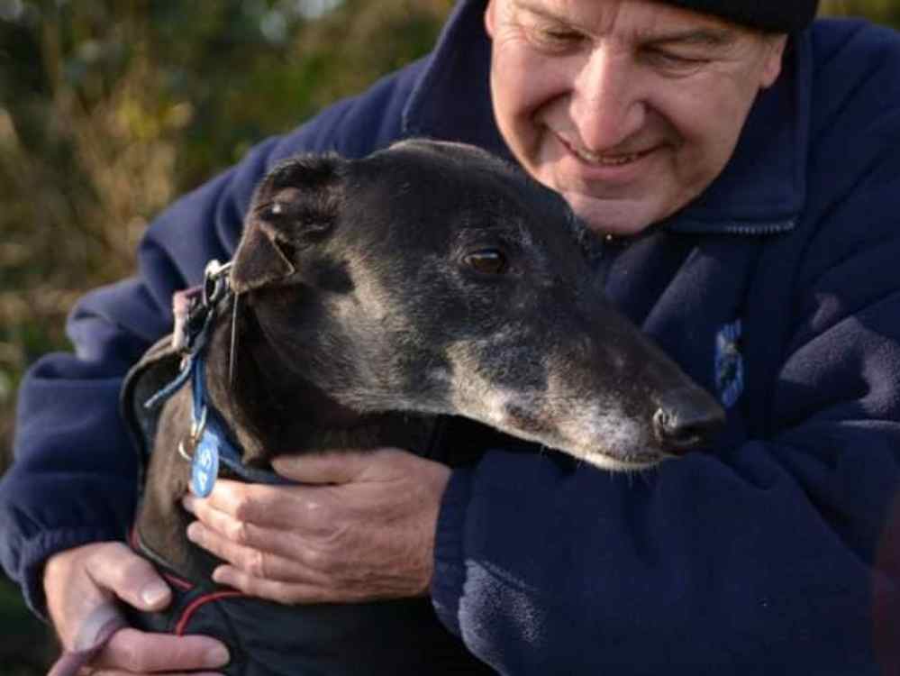 Joe the greyhound