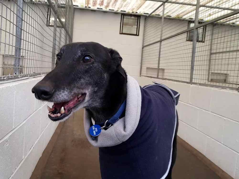 Joe the greyhound