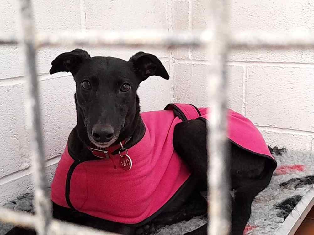 Maria the greyhound