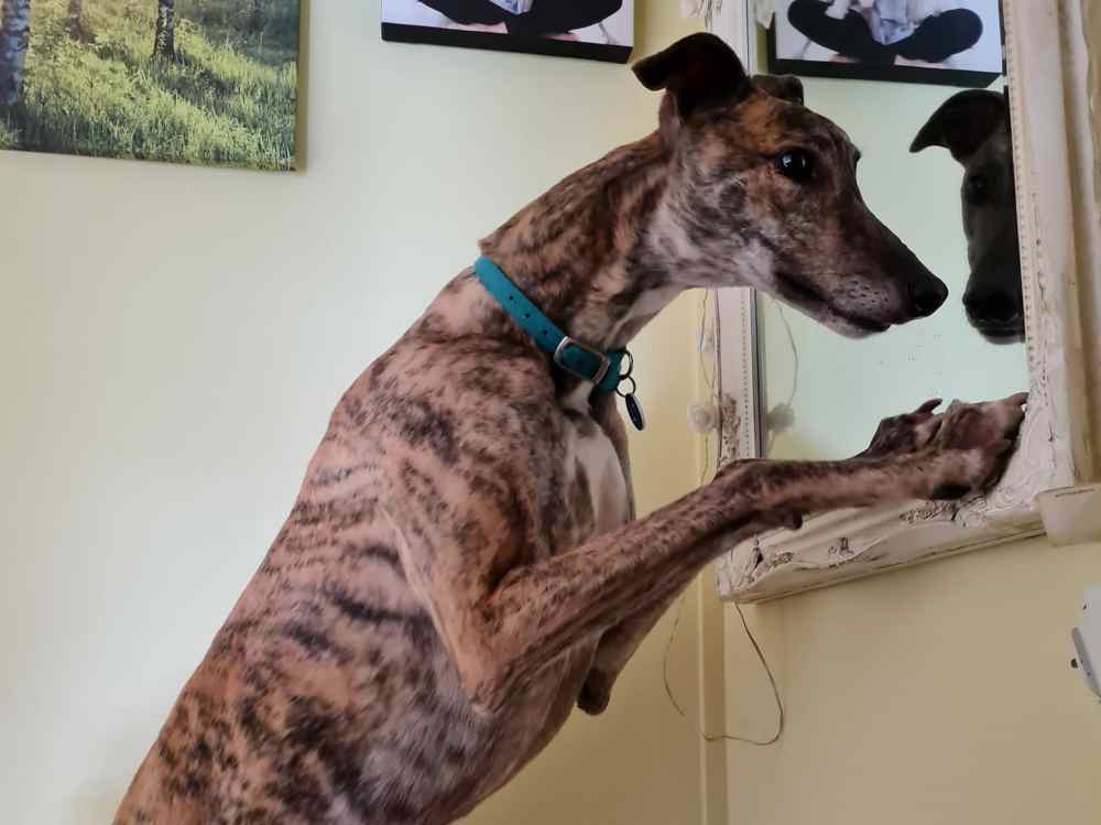 Ricky the greyhound