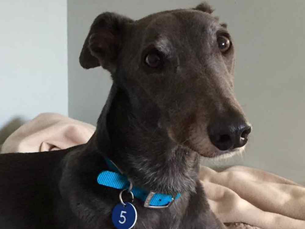 Toby the greyhound