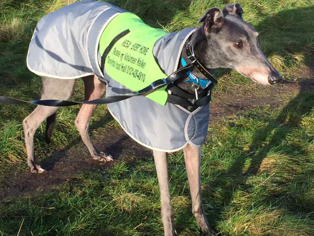 Toby the greyhound