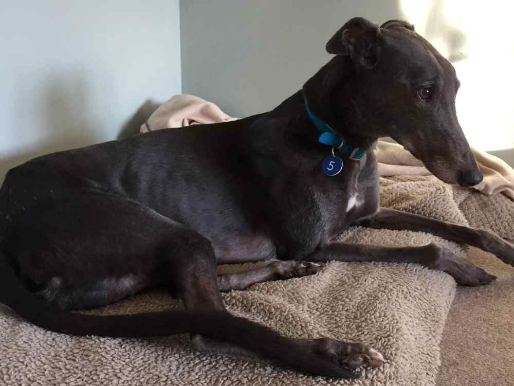 Toby the greyhound