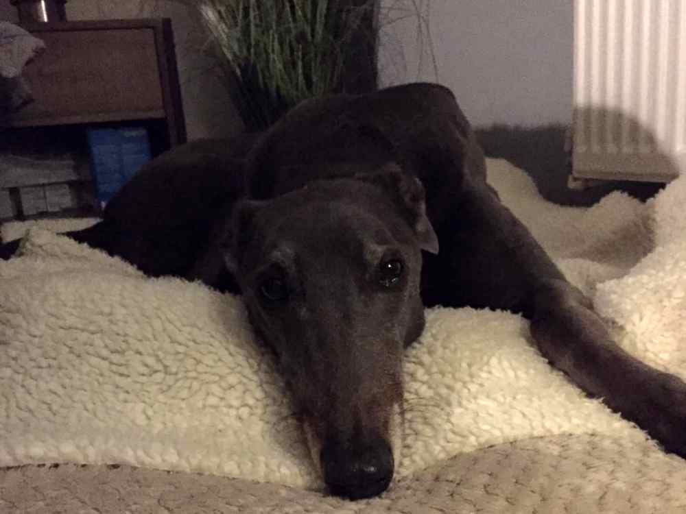 Delta the greyhound