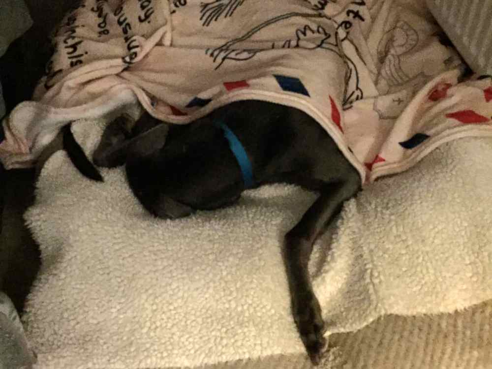 Toby the greyhound