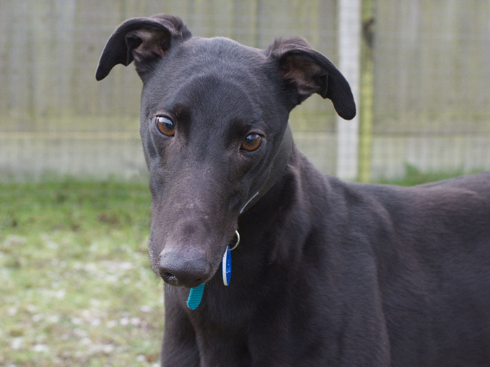 Troy the greyhound