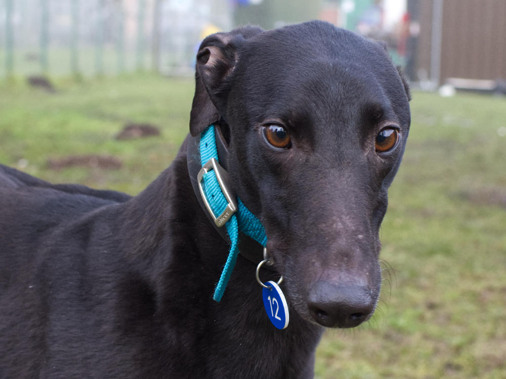 Troy the greyhound