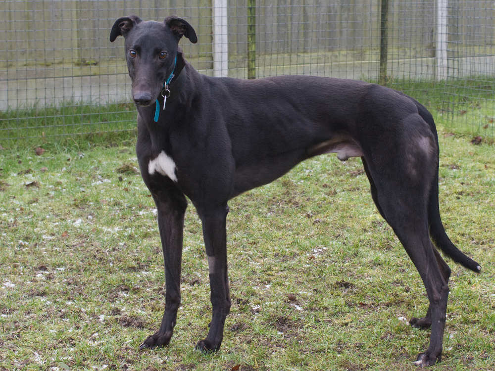 Troy the greyhound