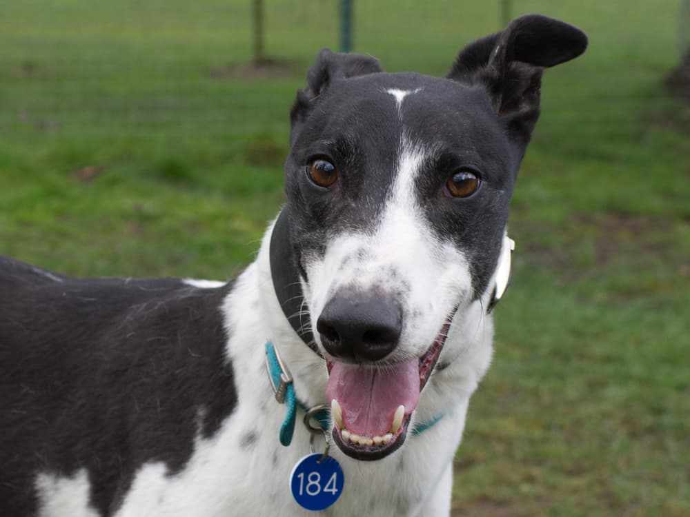 Bobby the greyhound