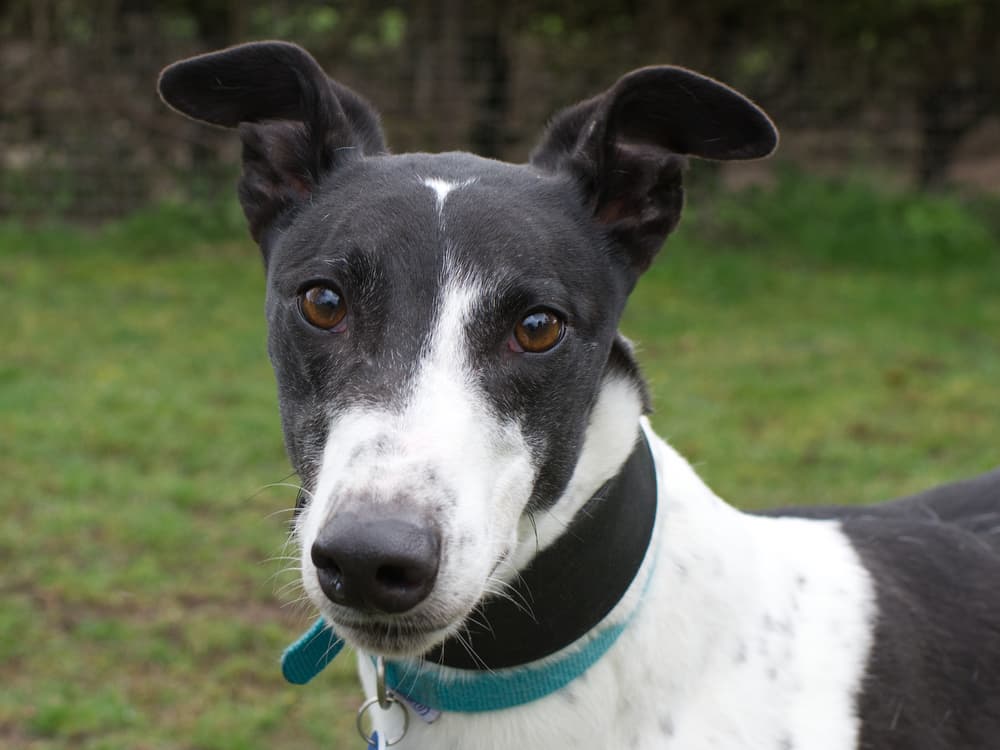 Bobby the greyhound