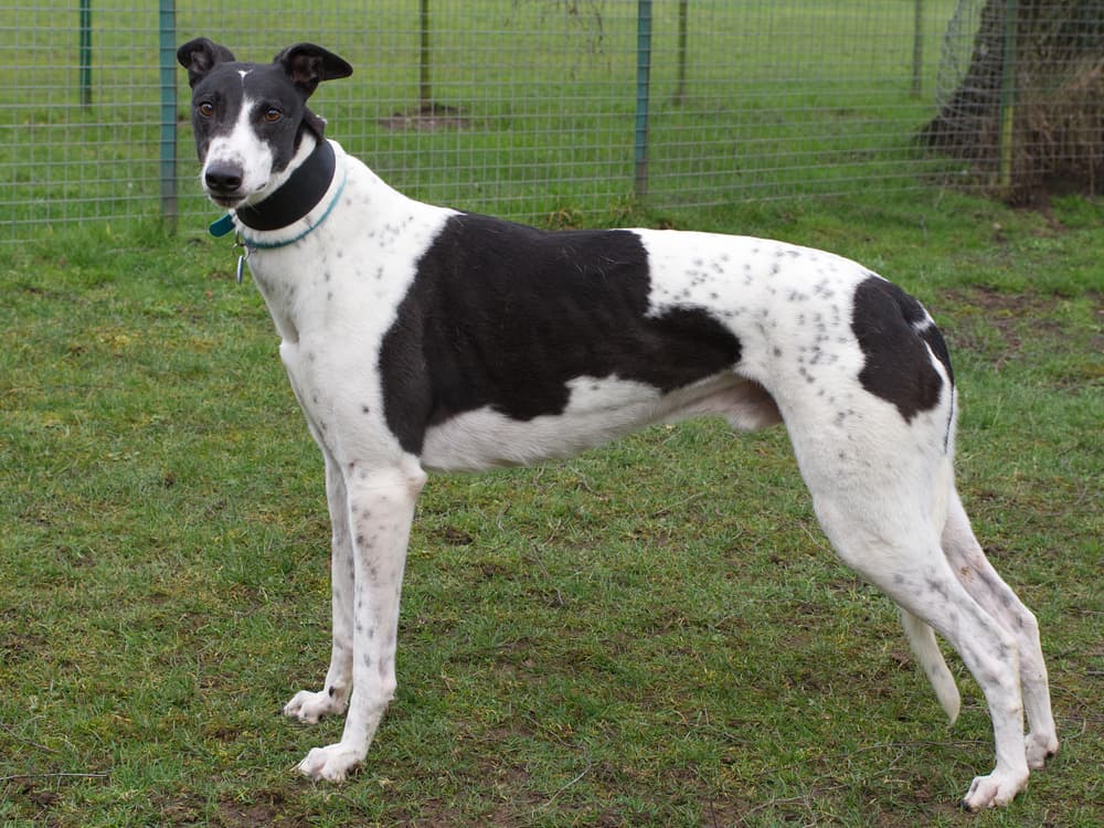 Bobby the greyhound