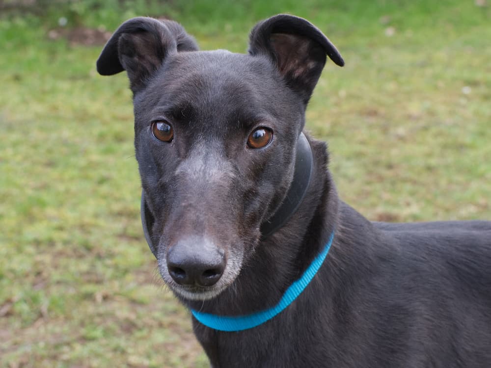 Frankie the greyhound looking for a home with Greyhound Trust Hall Green