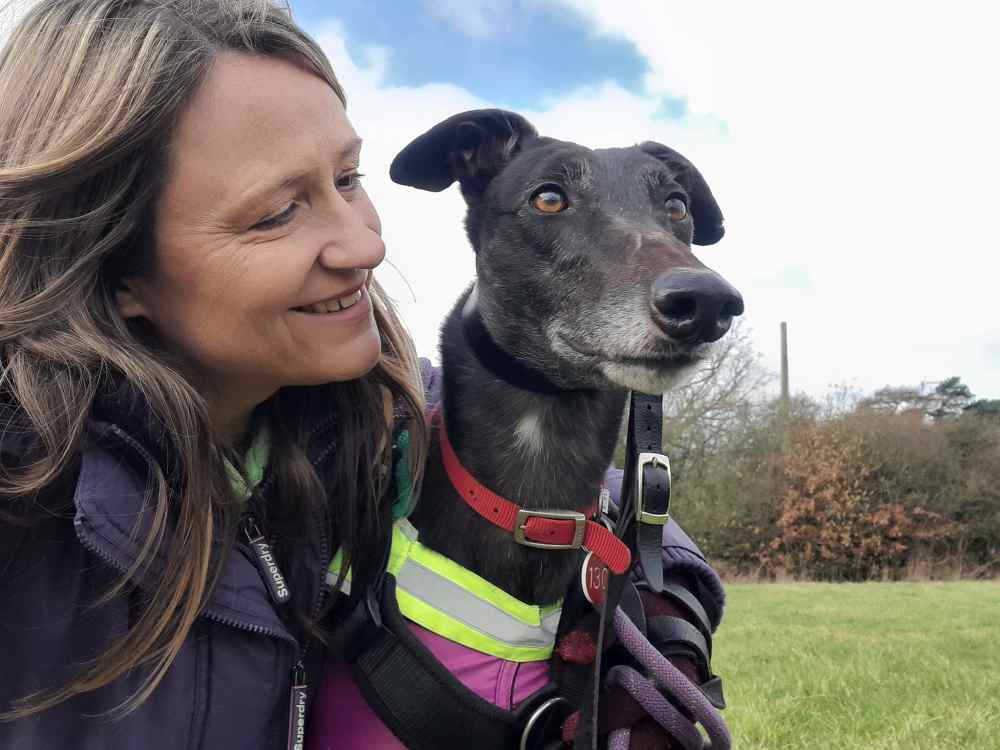 Joe the greyhound