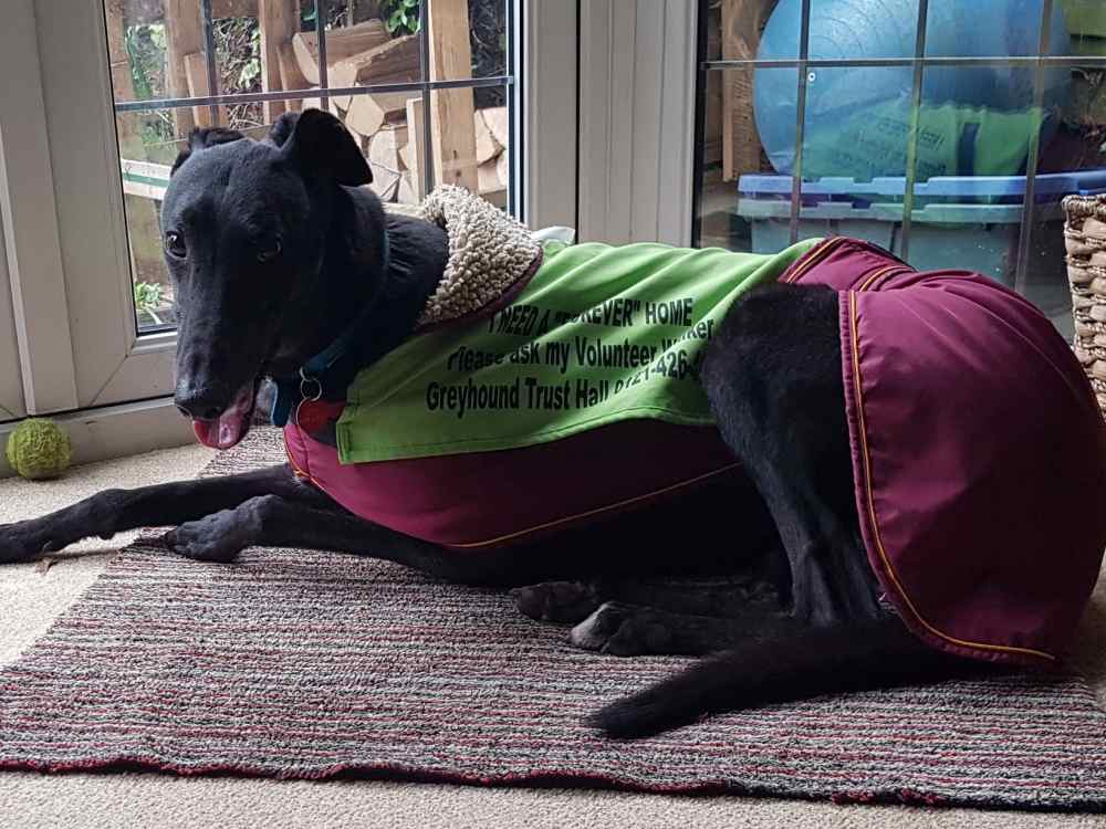 twister the greyhound