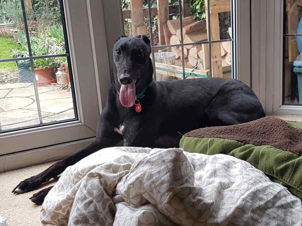 Twister the greyhound