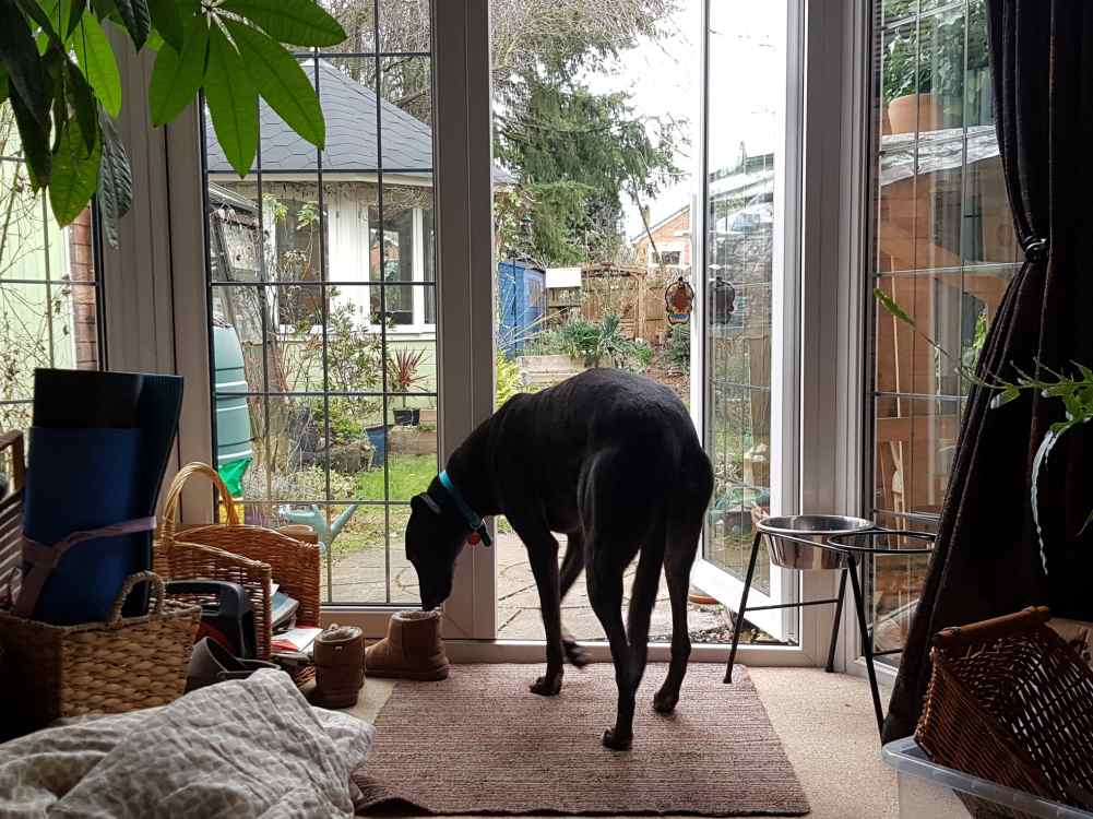Twister the greyhound