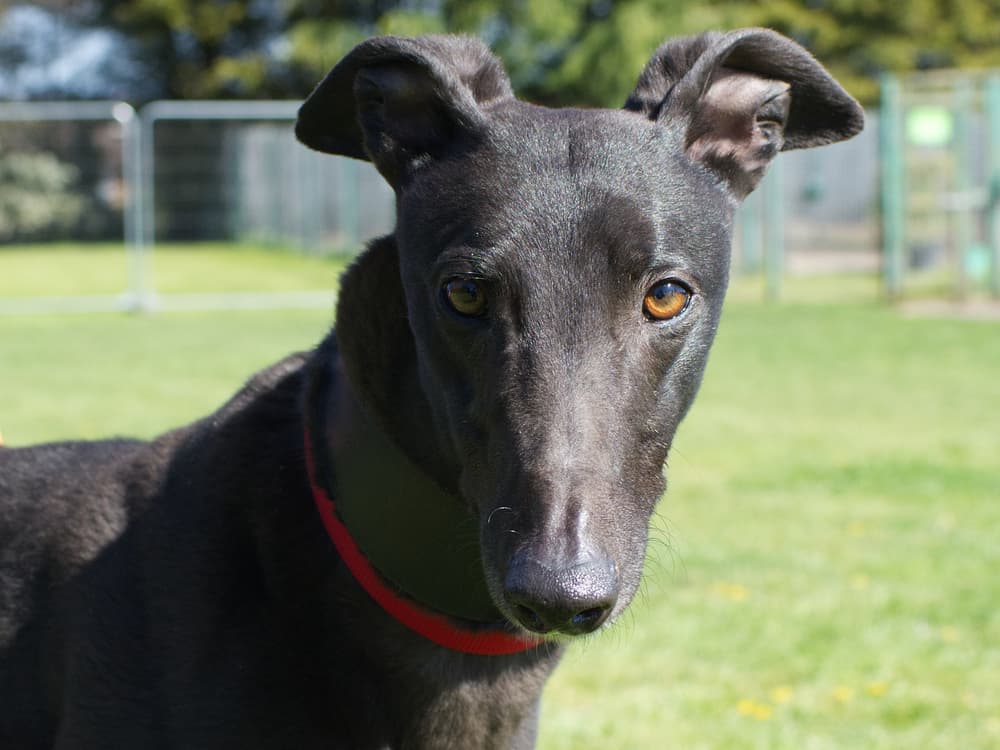 Amber the greyhound