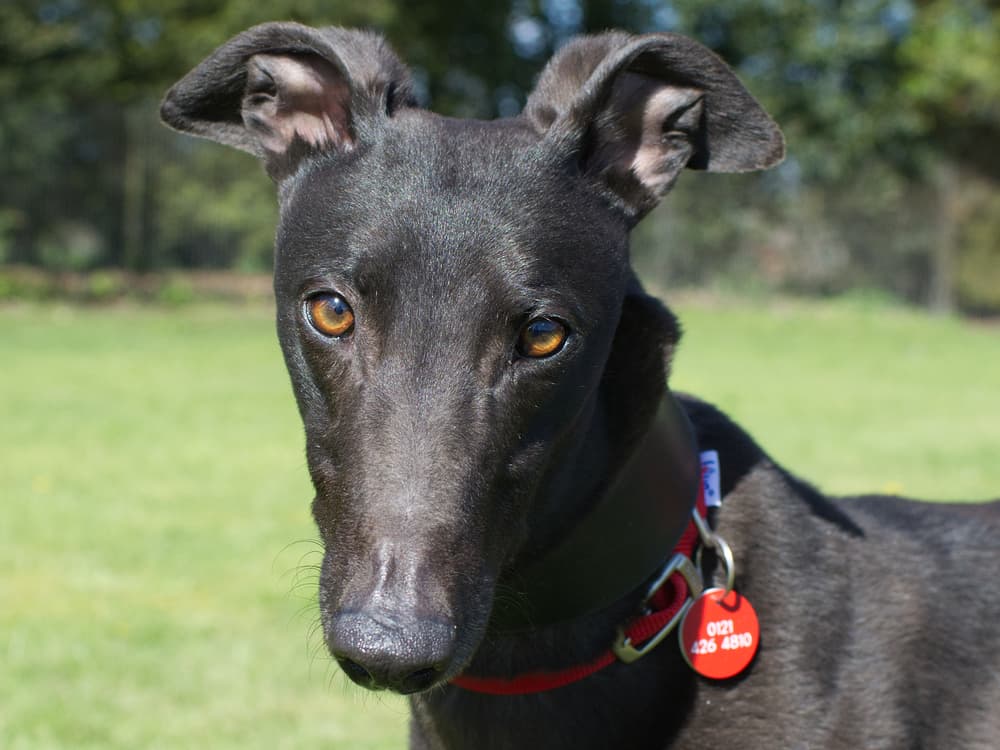 Amber the greyhound