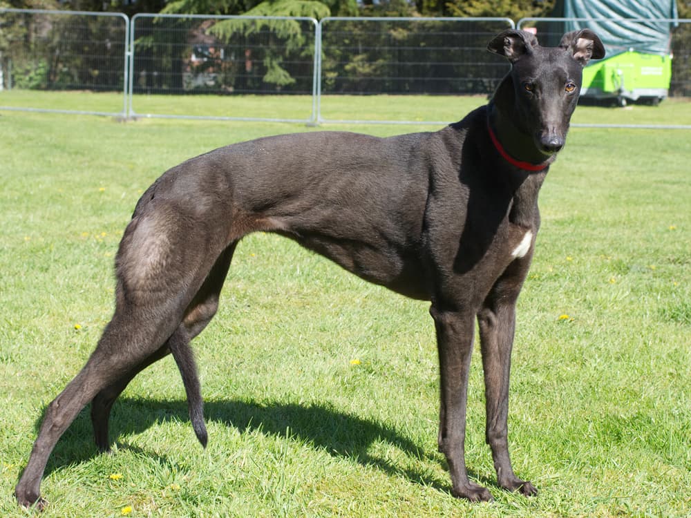 Amber the greyhound