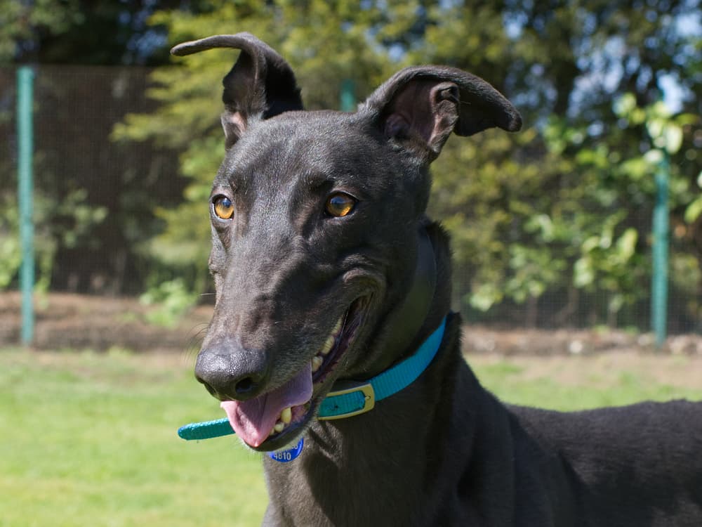 Bielsa the greyhound