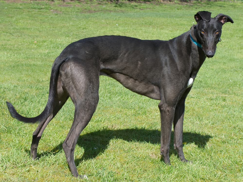 Bielsa the greyhound