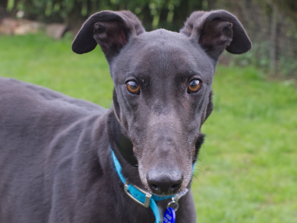 Star the greyhound