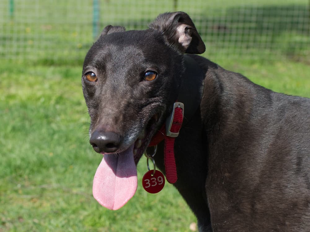 Maxi the greyhound