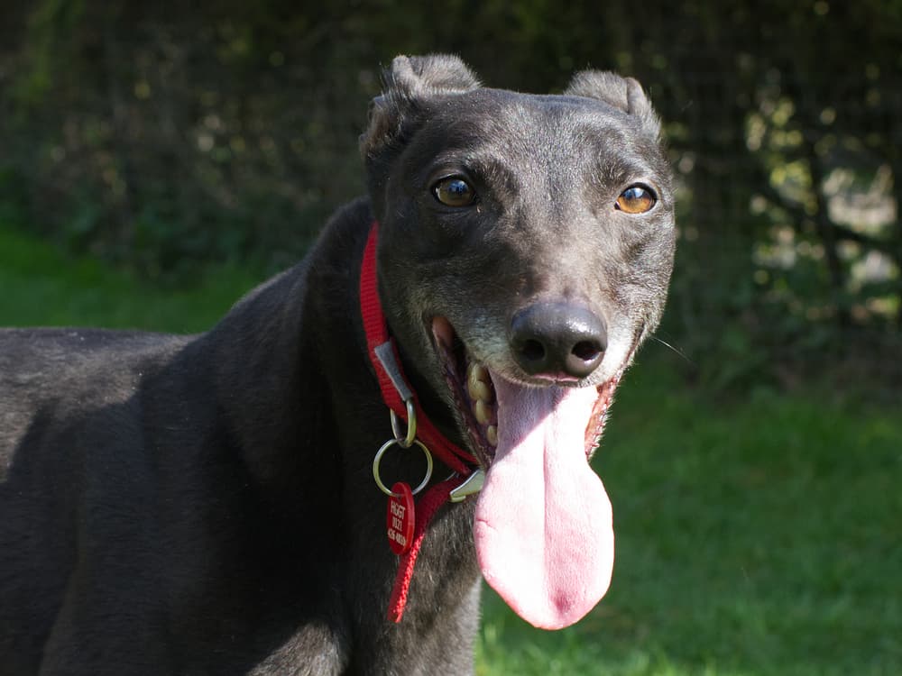 Maxi the greyhound