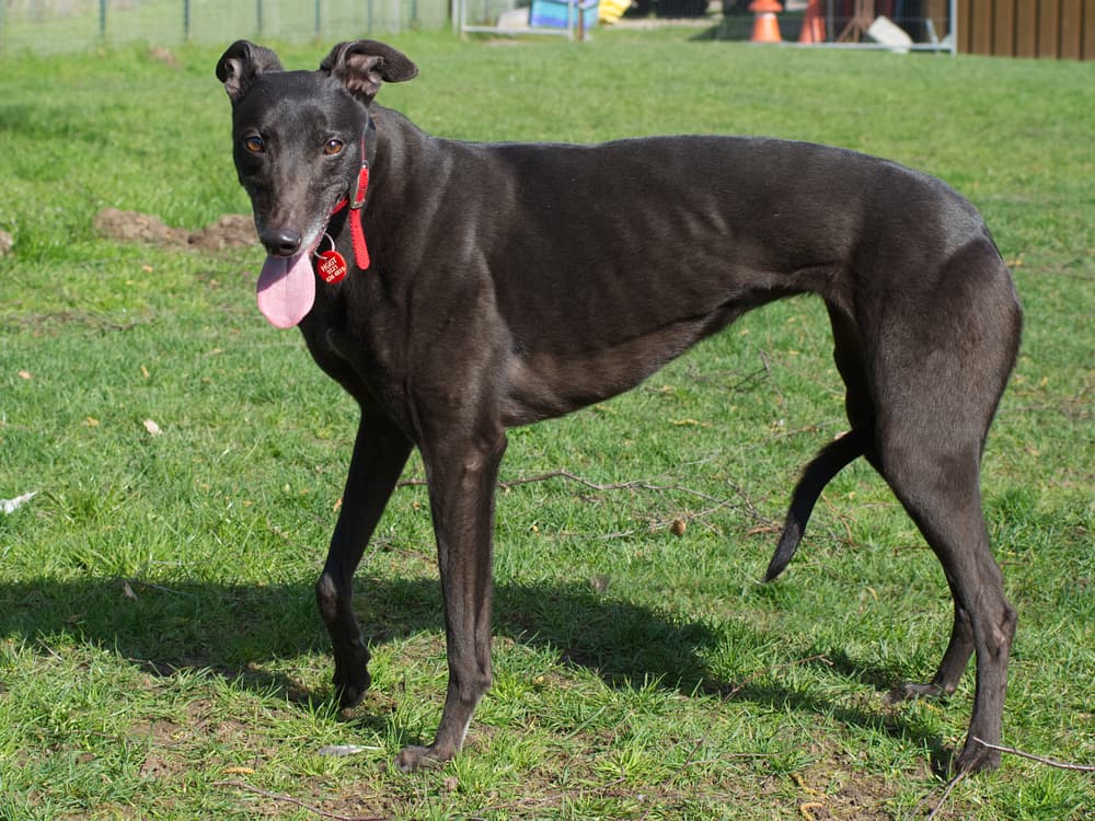 Maxi the greyhound
