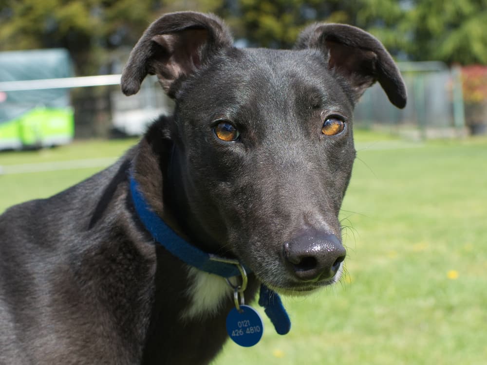 Miles the greyhound